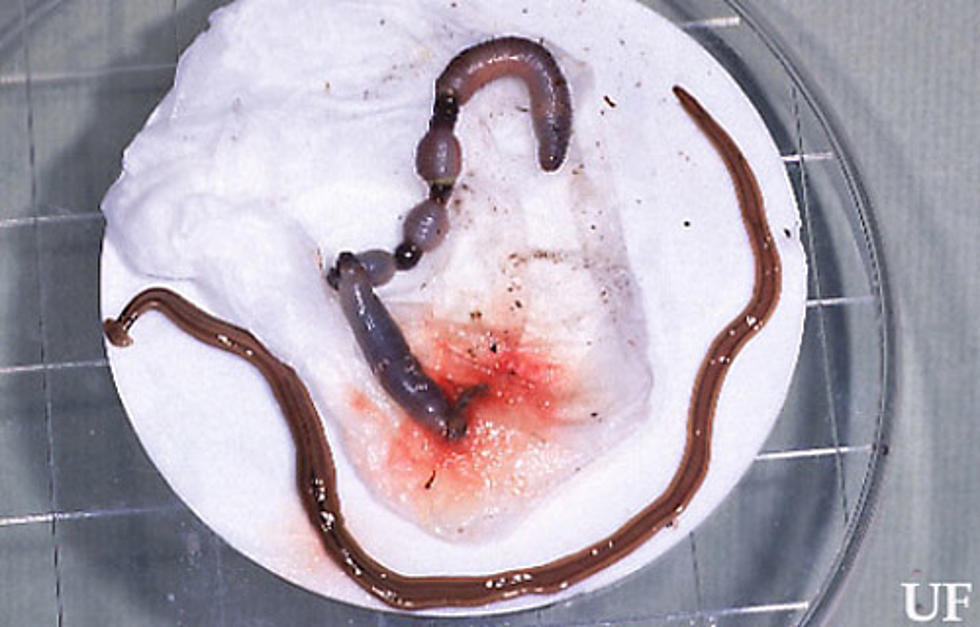 Creepy Cannibal Nightmare: Hammerhead Worms Invade Tuscaloosa, Alabama
