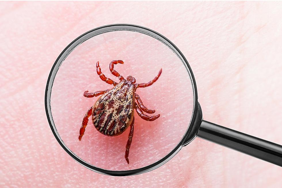 Did You Know One of the Deadliest Ticks is Lurking in Alabama?