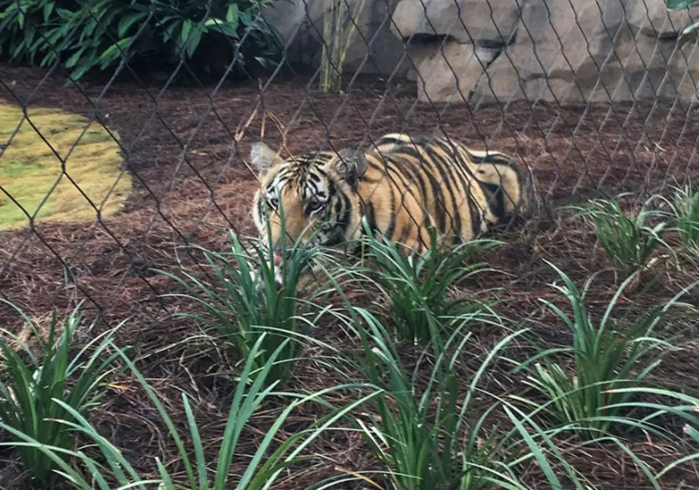 LSU Officially has New Live Tiger Mascot on Campus