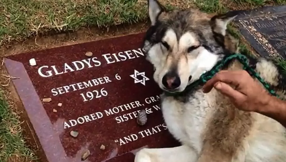 Dog Mourns At Owner's Grave