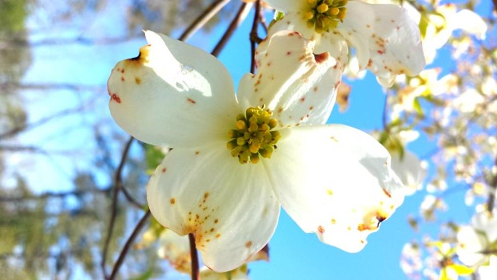 what is the story behind the dogwood tree