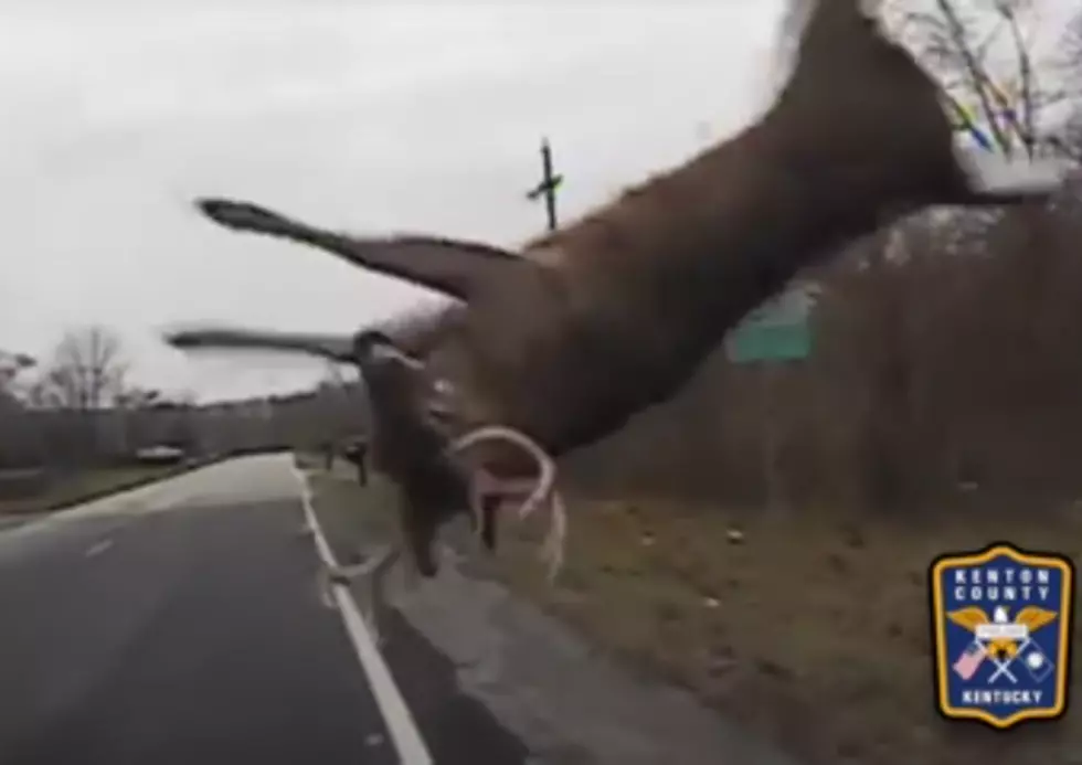 Dash Cam Catches Deer Surviving a Wild Collision with Police Car