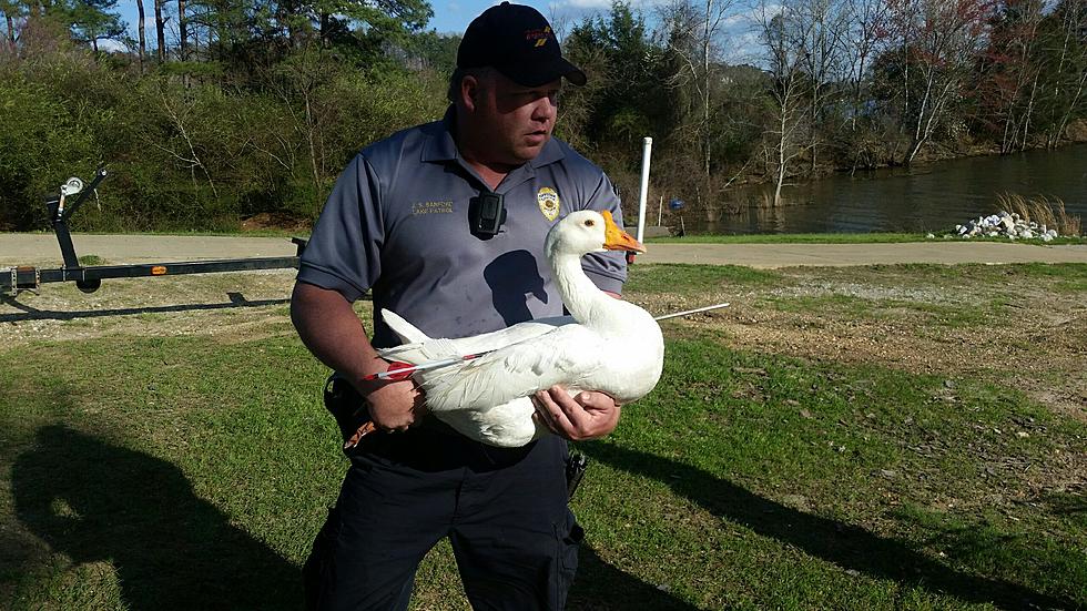 Tuscaloosa Police Rescue Injured Goose