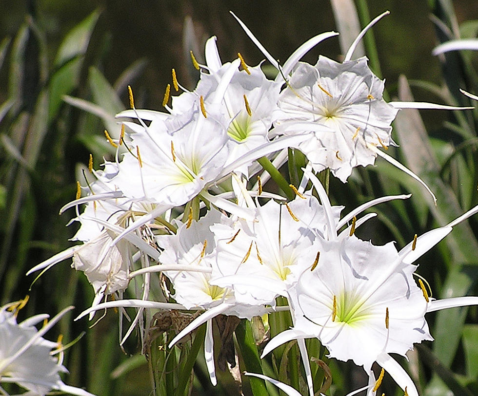 Cahaba Lily Festival In West Blocton This Weekend