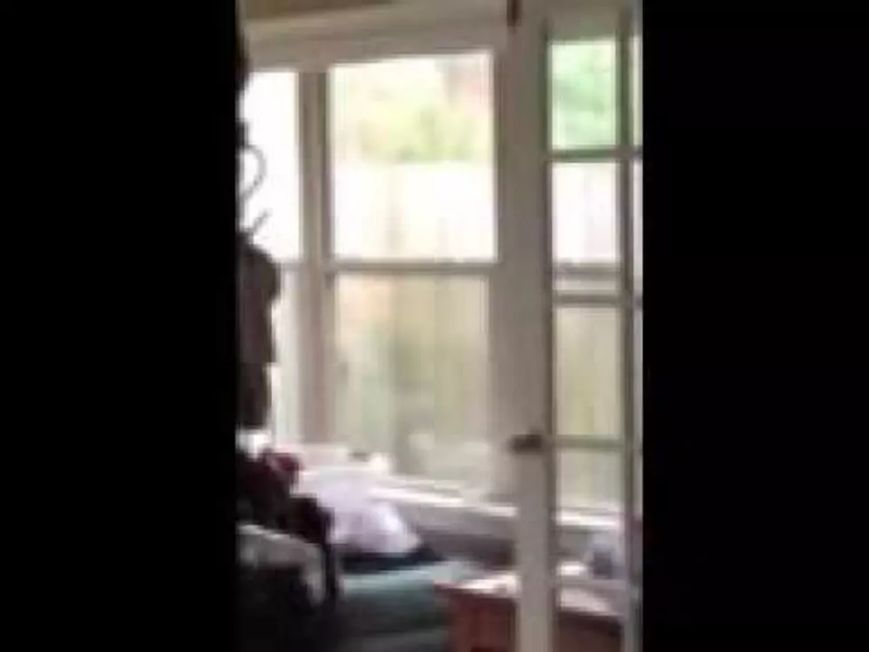 Watch This Bird Slam Into a Closed Window 3 Times [VIDEO]