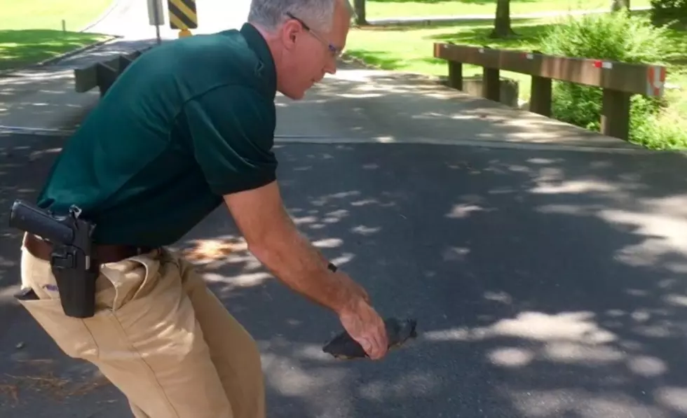 Tuscaloosa Police Officer Rescues A Turtle