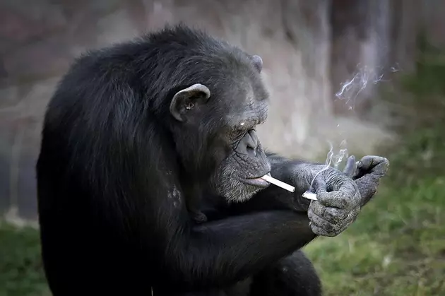 Chain-Smoking Chimp Becomes Huge Attraction