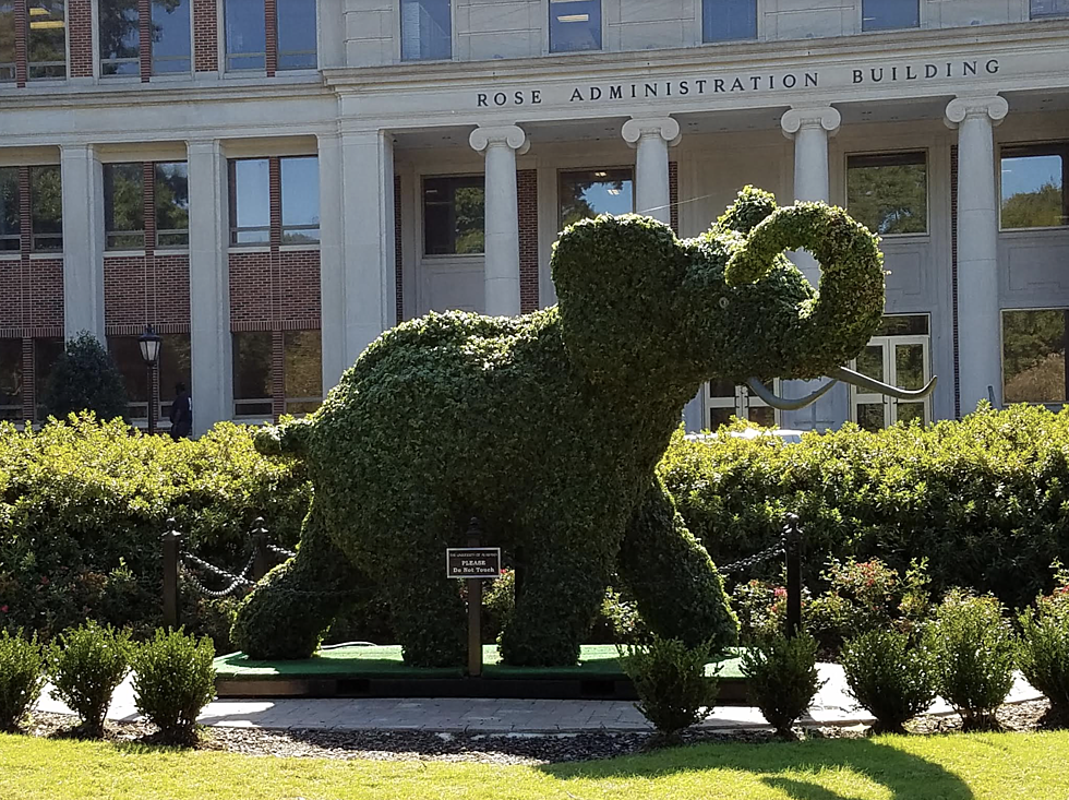 The Best Bush in Tuscaloosa is on the Campus of Alabama