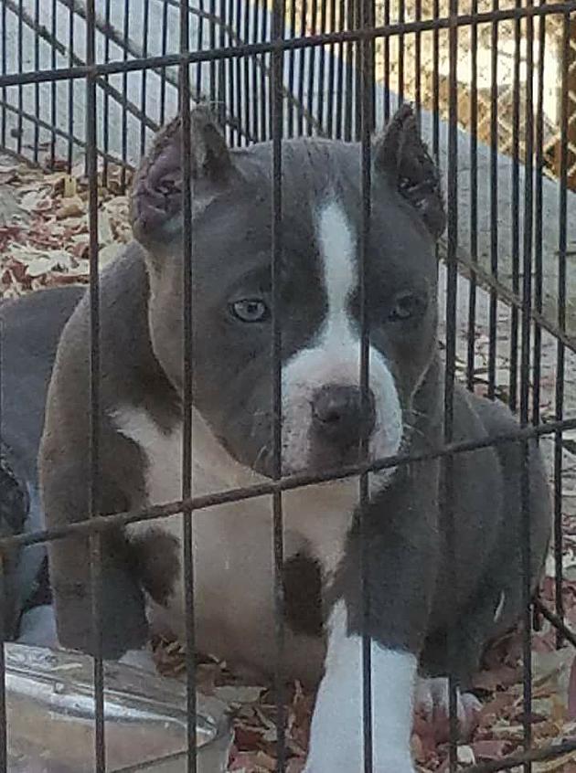 The Steve Shannon Morning Show: Help Us Find the Creep Who Stole a Cottondale Pit Bull