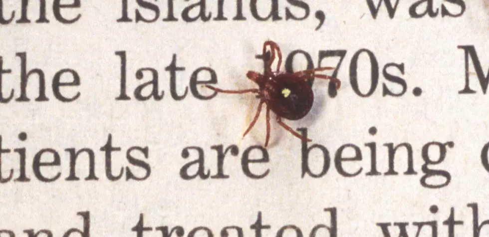This Common Alabama Tick Species Could Make You Allergic to Red Meat