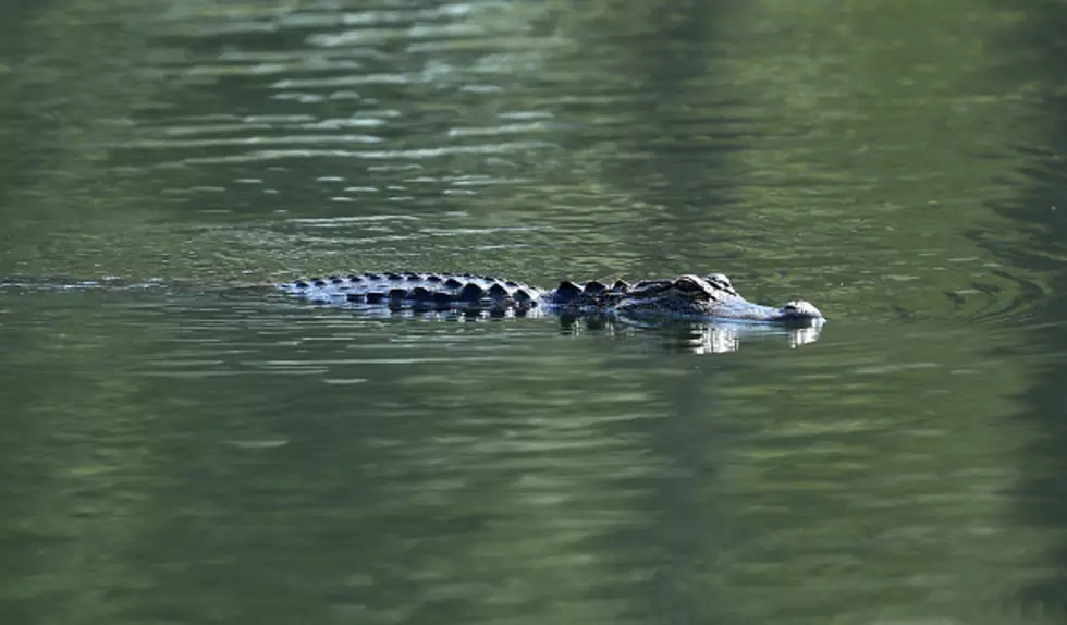 Have you seen an alligator in Lake Tuscaloosa?
