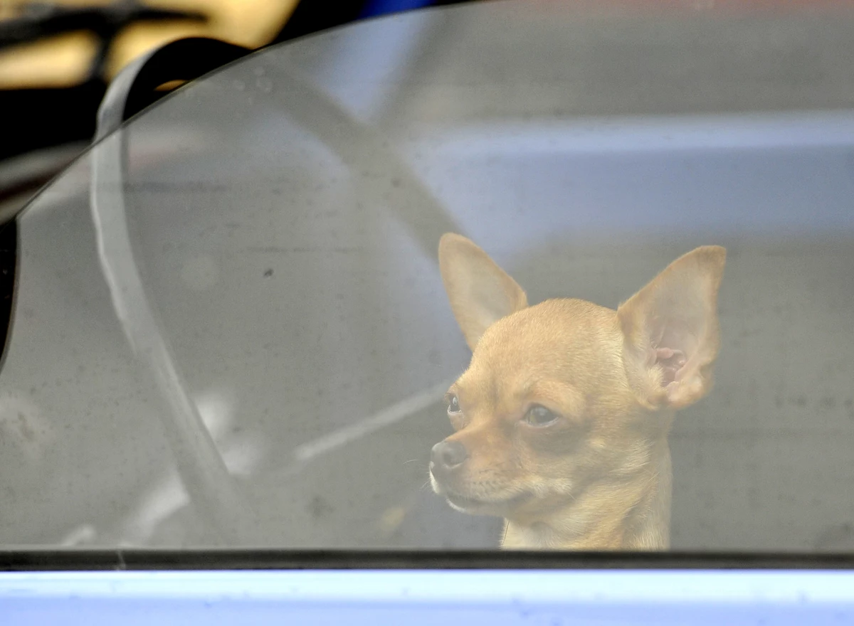Штраф за оставление собаки в машине