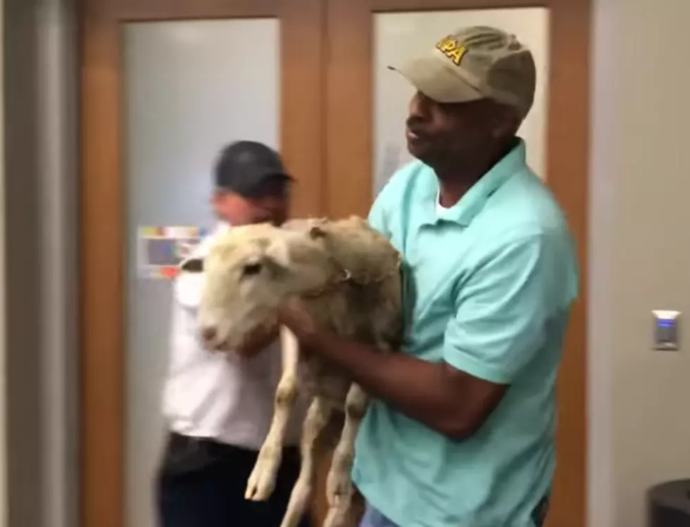 This Sheep Showed Up For A Meeting At A Tuscaloosa School