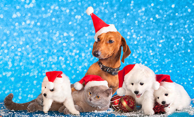 Tuscaloosa&#8217;s One Place to Host Pet Night on the Tinsel Trail Sunday, December 2, 2018