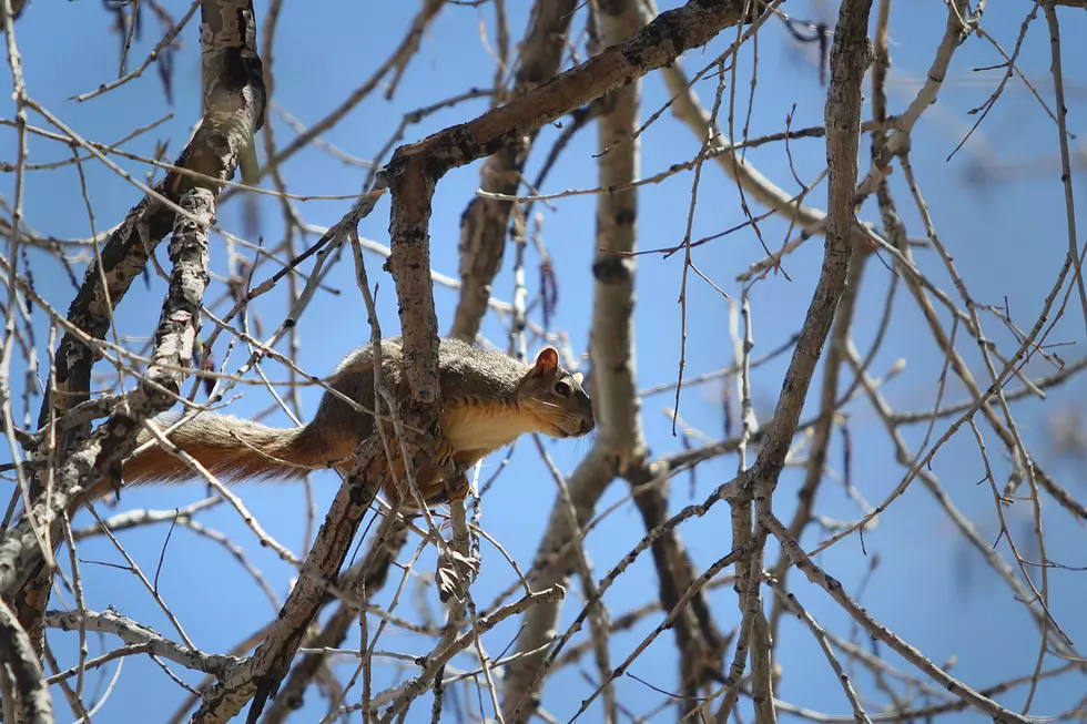 Meet Fitz the Squirrel, Your New Crimson Tide Crush [VIDEO]