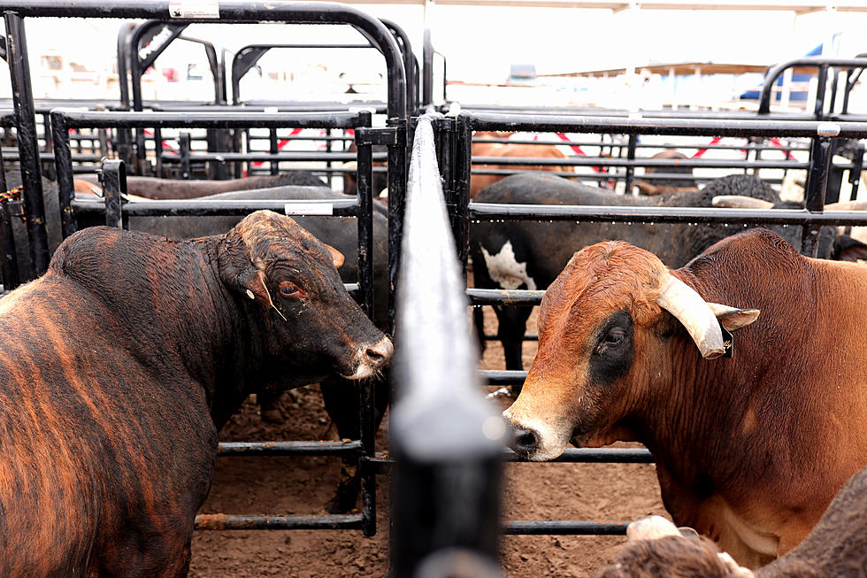 Wrangling Time in Tuscaloosa, Alabama: The Rodeo Returns