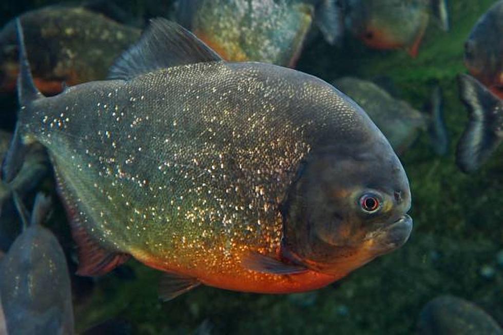 Piranha In Tuscaloosa? We Got Pics And Video