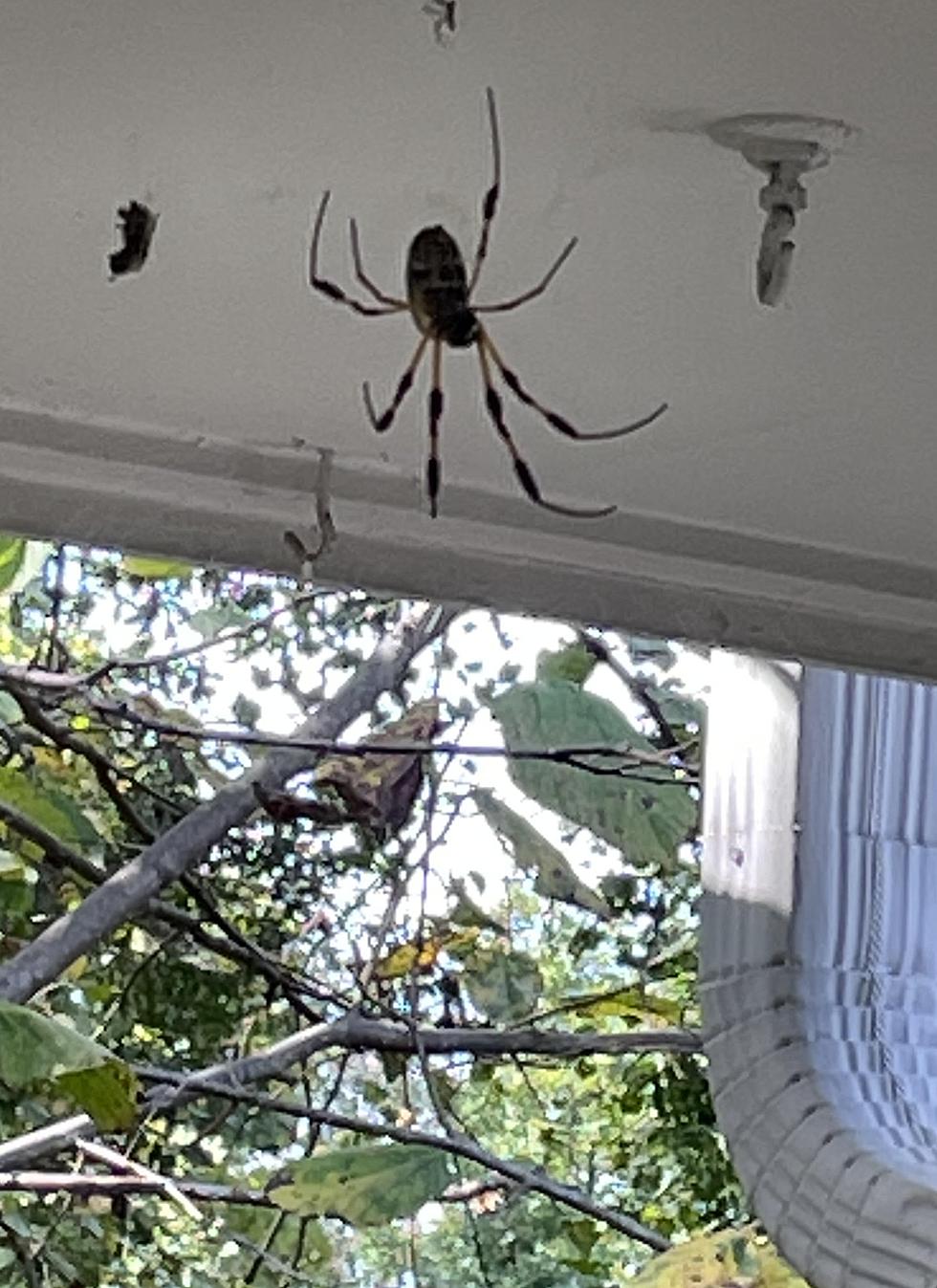 In Case You Missed It: Giant Spiders In Tuscaloosa, Alabama