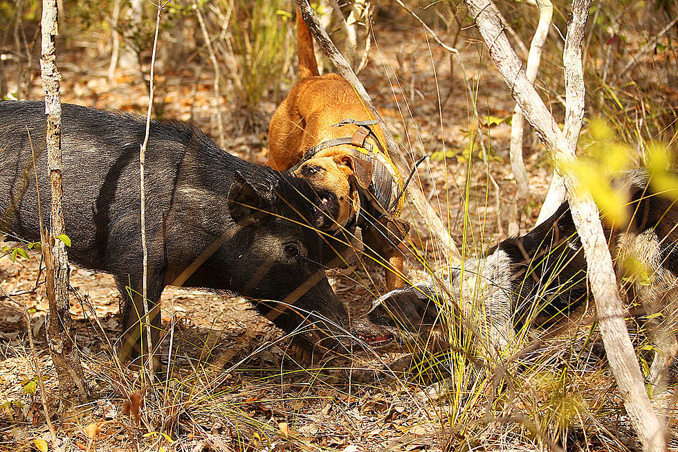 Destructive Feral Hogs Annoying Families In West Alabama