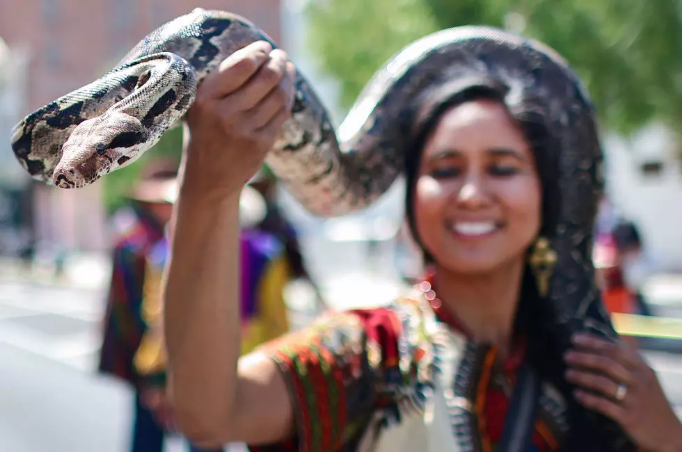 Alabama: Eastern indigo snake found in the state for just the second time in 60 years