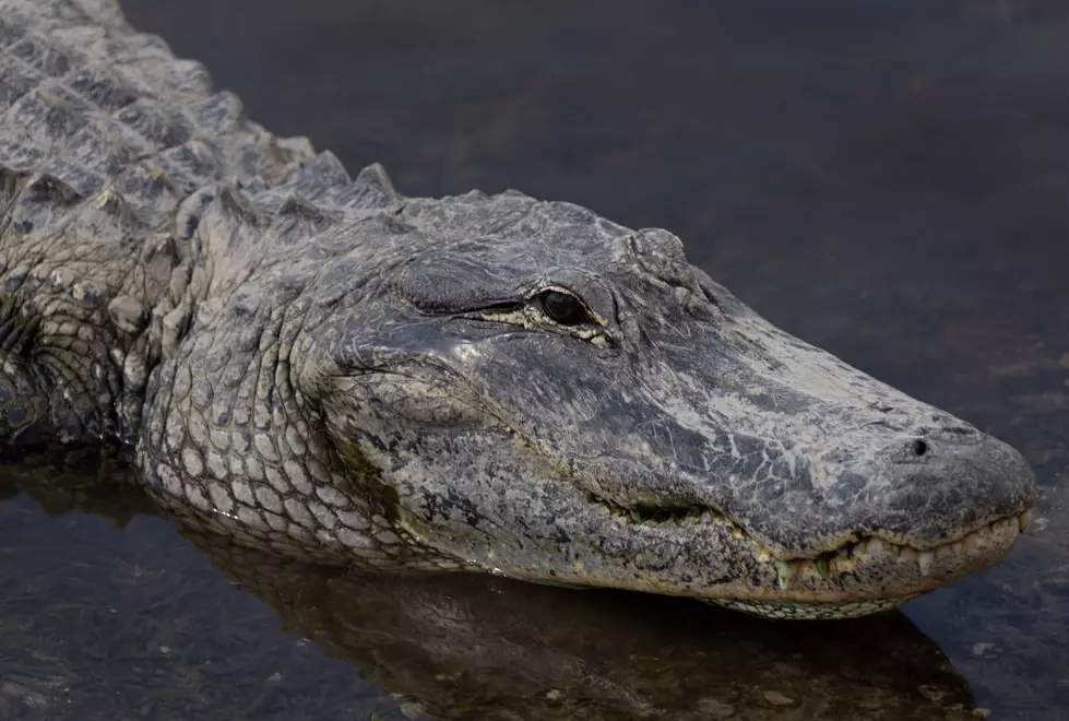 Are Alligators Getting More Hostile Toward Humans?