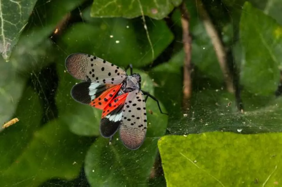 Alabama: Dangerous Lanternflies Have Hatched, Must Kill On Sight.