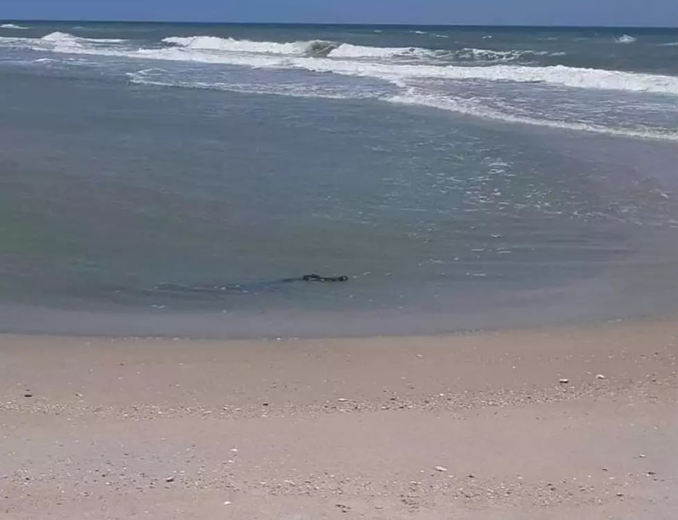 Alabama Beware: First Sharks Now Gators On Alabama Beaches