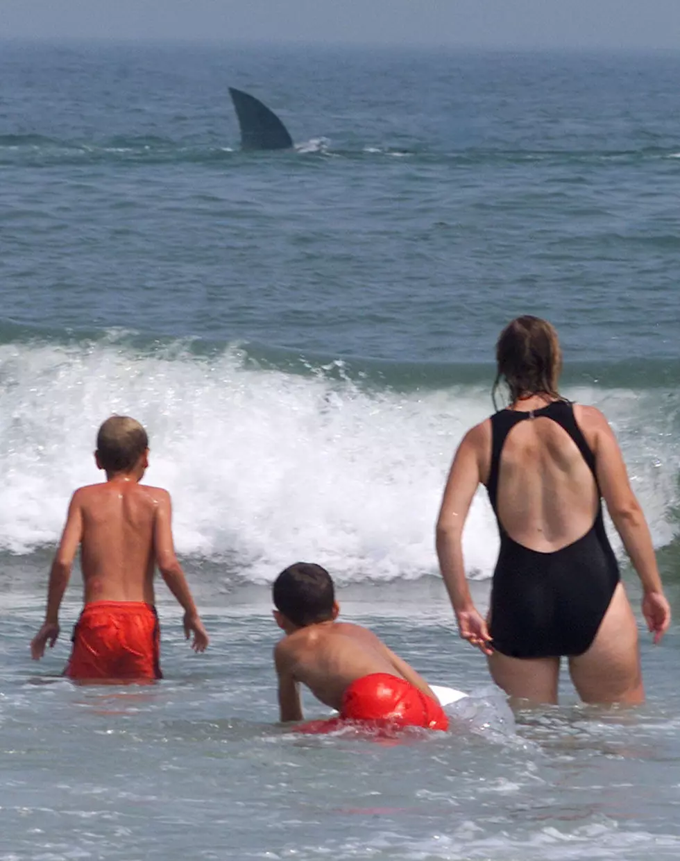 Alabama Video Of Giant Shark Hunting Near Shore In Orange Beach