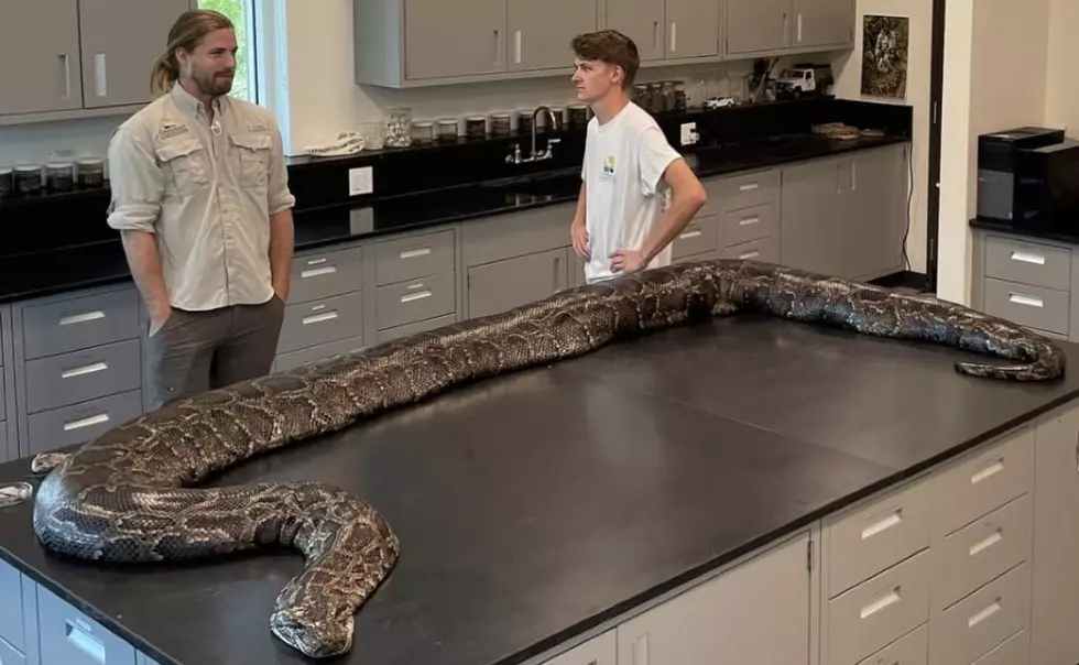 Record Breaking Snake Caught Too Close To Alabama