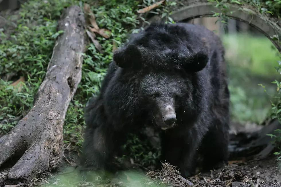Large Bear Caught On West Alabama Families Security Camera