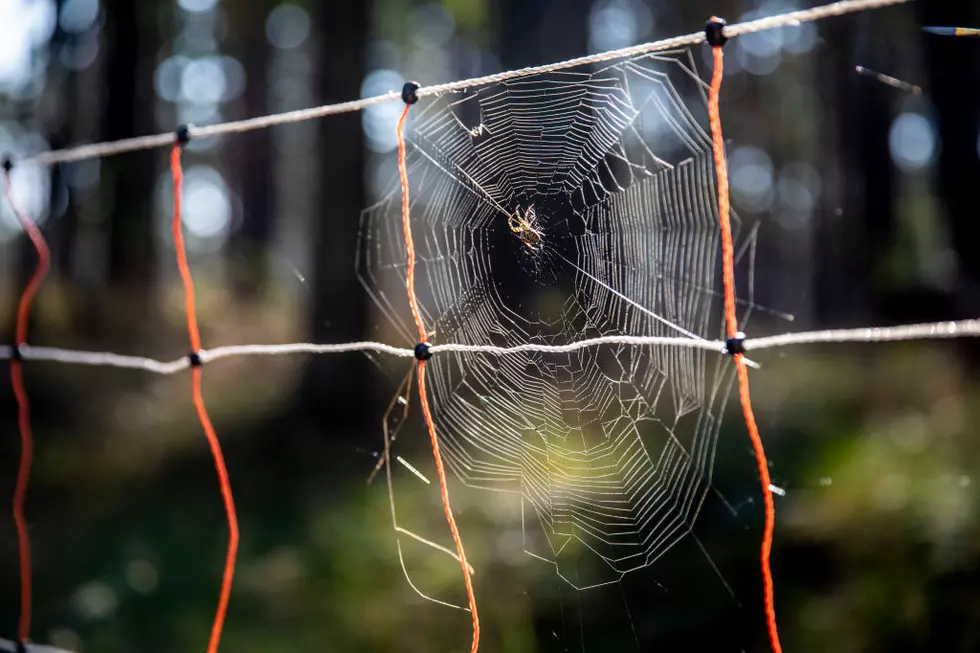 VIDEO: West Alabama Invaded By Huge Japanese Spiders
