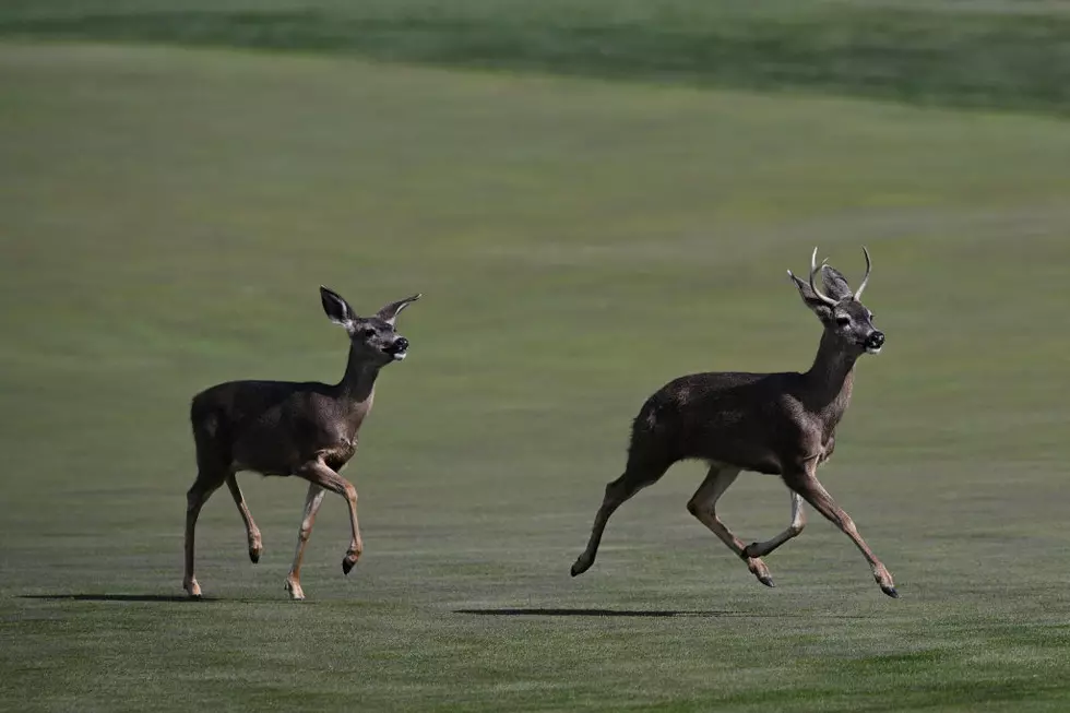 Two Deer In Alabama That You’ve Never Seen Like This