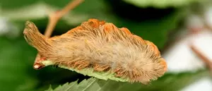 Alabama Be On The Lookout For A Deadly Fuzzy Caterpillar