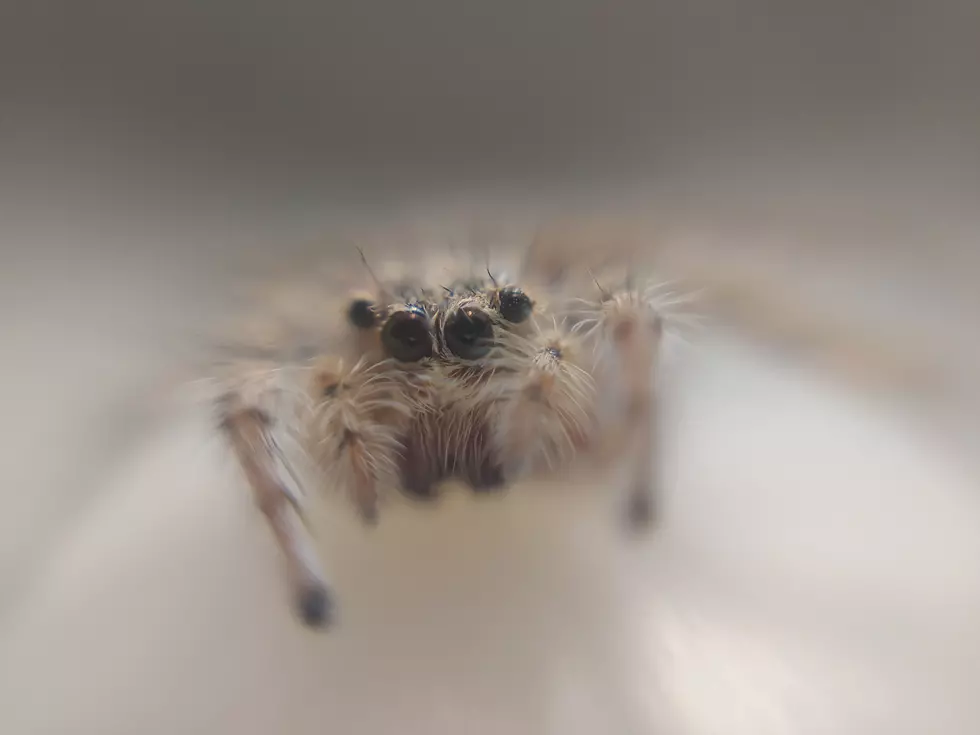 Hey Alabama, Tiny Arachnids Are Fornicating On Your Face Nightly