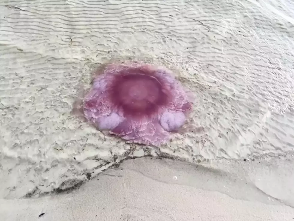 Dangerous Pink Jellyfish Invading Alabama And Georgia Beaches