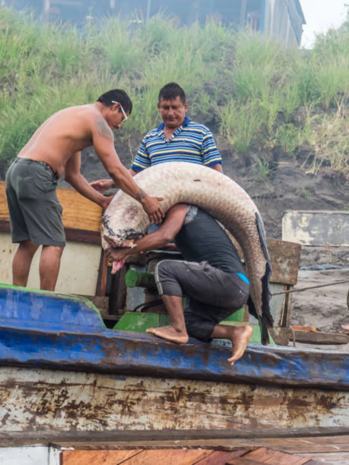 https://townsquare.media/site/532/files/2022/12/attachment-arapaima-cover-gettyimages.jpg?w=1200