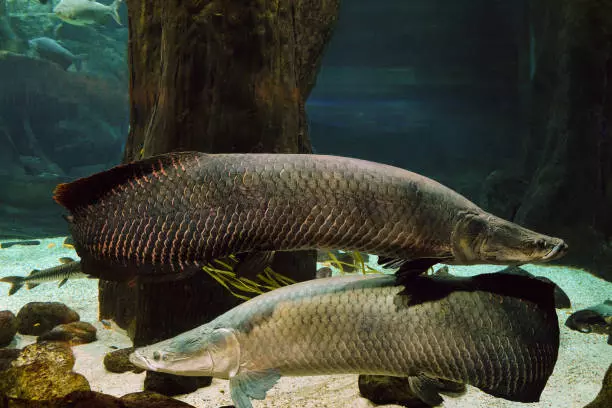 Beware: New Apex Predator Could Soon Take Over Alabama Rivers