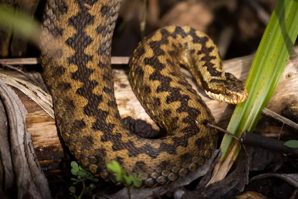 Giant Snake Tries Eating A Family Dog