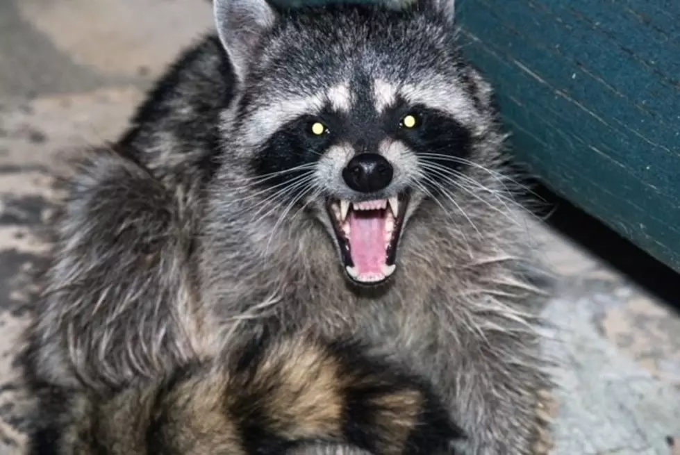 Shocking Video Of Rabid Racoon Attacking Woman In Alabama