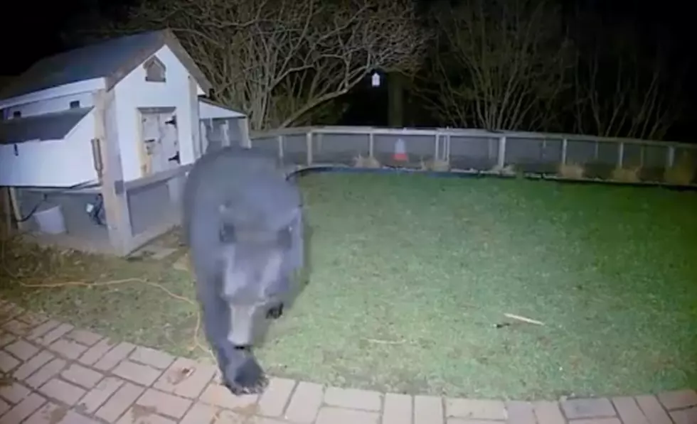 Alabama: Video Shows Man Slaps Bear Across Face To Save Family