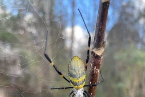 Massive Spider From Asia Now Has Alabama Under Siege