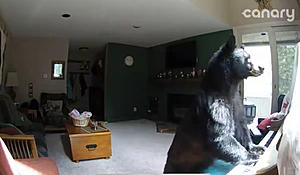 Alabama: Video Of Bear Breaking Into Home And Playing The Piano