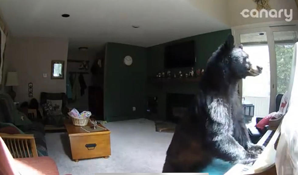 ALABAMA: Video Of Bear Breaking Into Home And Playing The Piano