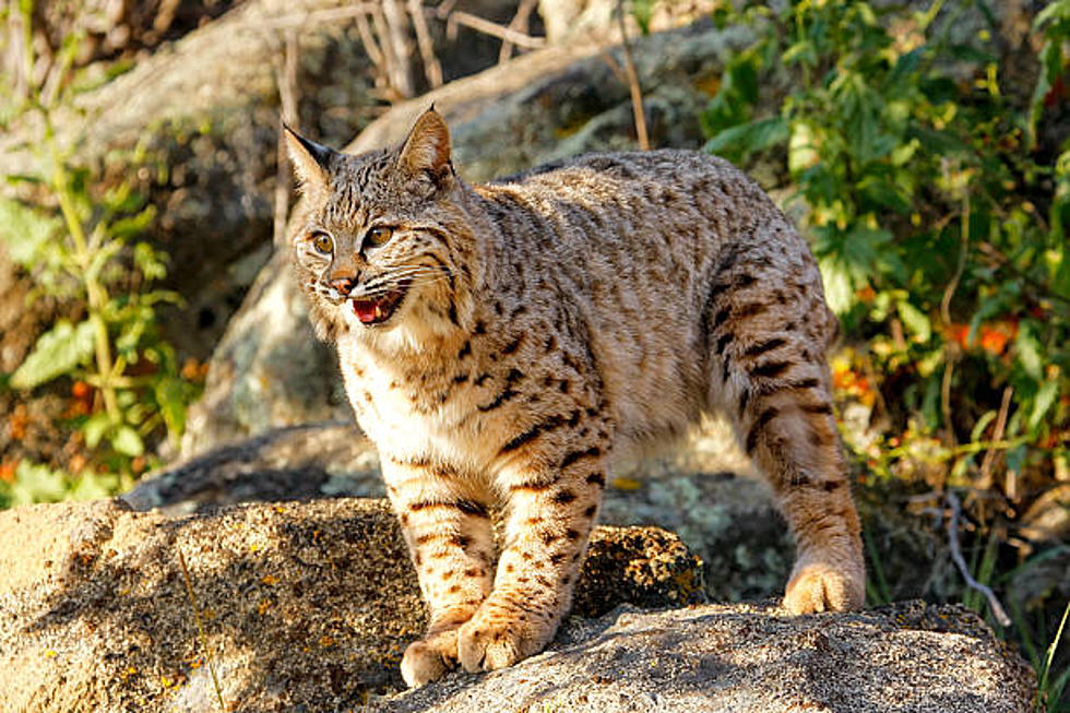 ALABAMA: Bobcat Attacks Woman In Driveway Caught On Video