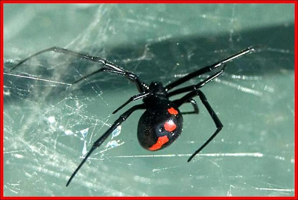 The Five Spiders Most Likely To Kill You In Alabama