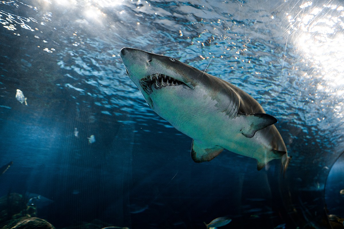Aquarium Notes: Salmon sharks one of 18 shark species off Oregon's