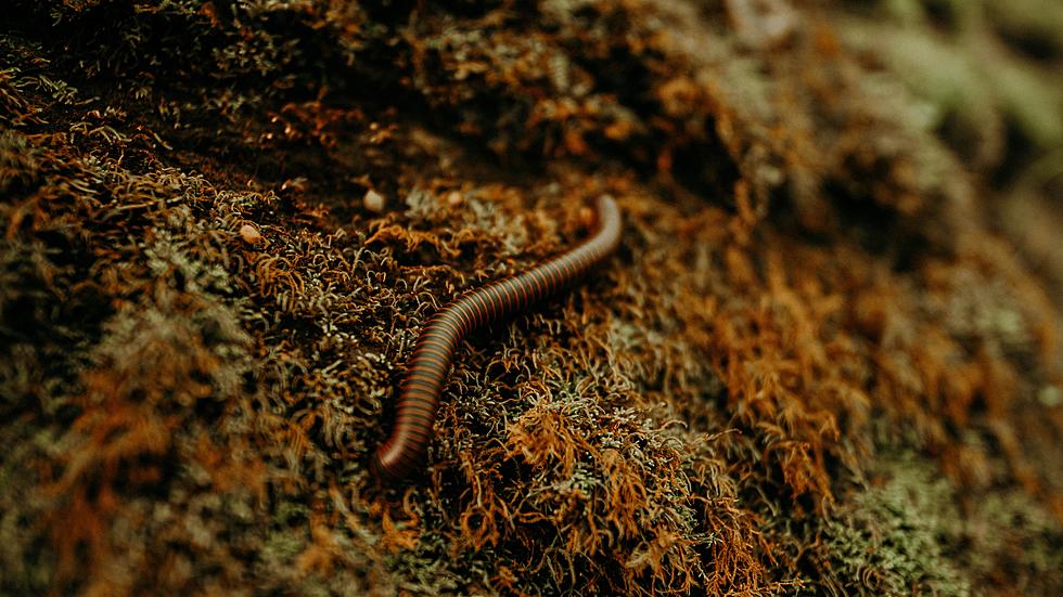 If You Find An Invasive Worm In Tuscaloosa? Kill It!