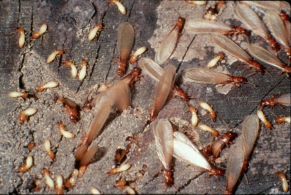 Termite Swarms Invade Alabama