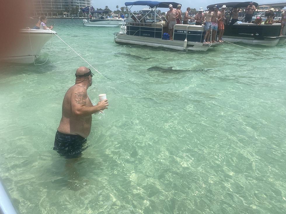 Sharks Circle Alabama Beach Goers