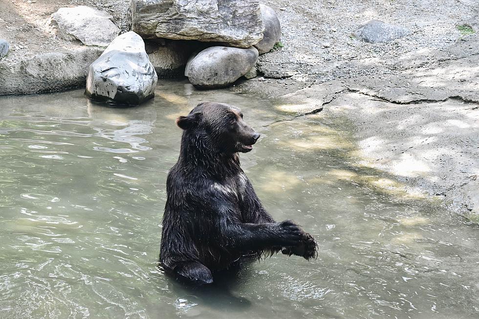 Alabama: Bear Caught Swimming in Coastal Waters